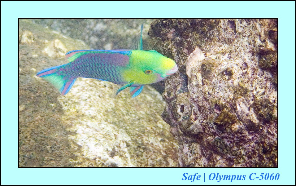 2006 - 07 - Tioman - Plongee Coral island 04